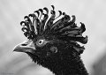 2nd-2012-Jan-IMG_1614-2-BW-cccc-t